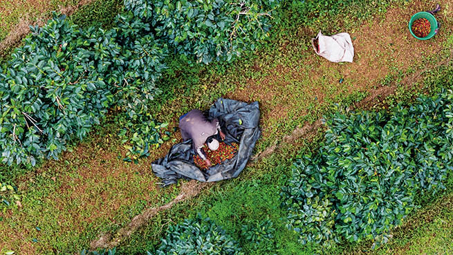 2025年11月9日,农民在老挝占巴塞省一处咖啡种植园采摘咖啡豆(无人机照片) 新华社发(凯乔摄) 2025年11月9日,农民在老挝占巴塞省一处咖啡种植园采摘咖啡豆(无人机照片) 新华社发(凯乔摄)