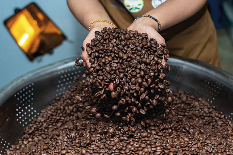 工作人员在老挝占巴塞省一处咖啡种植园展示烘焙完成的咖啡豆(2025 年12月17日摄) 新华社发(凯乔摄) 工作人员在老挝占巴塞省一处咖啡种植园展示烘焙完成的咖啡豆(2025 年12月17日摄) 新华社发(凯乔摄)