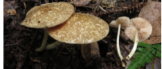 国际生物多样性日|领略安徽黄山真菌世界之美