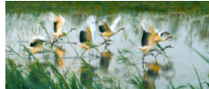 国际生物多样性日丨在江苏盐城遇见丹顶鹤